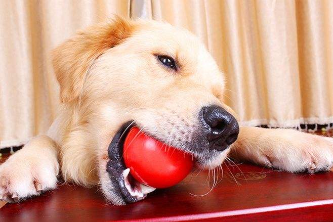 狗狗上火拉不出便便怎么办,狗狗上火眼睛红最快解决方法