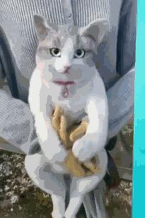 日本网红猫包,日本网红猫咪包