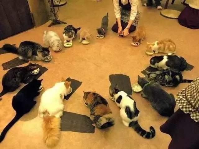 日本的撸猫圣地,日本东京免费撸猫的地方