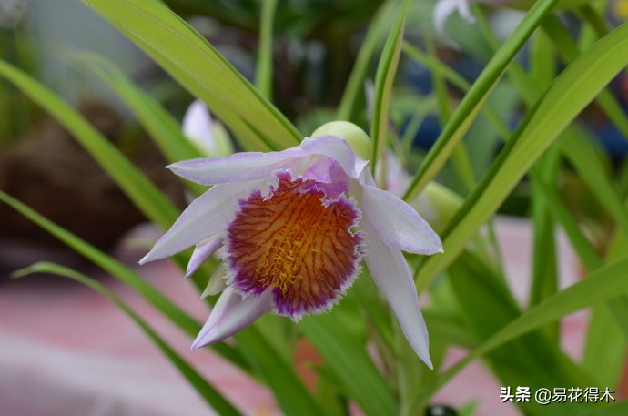 笋兰是名贵兰花吗,深山里又发现好多珍贵兰花品种