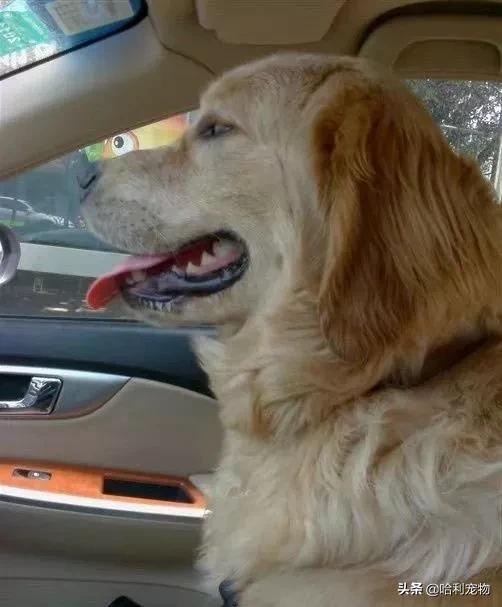 聪明金毛视频真实,为聪明的金毛点赞