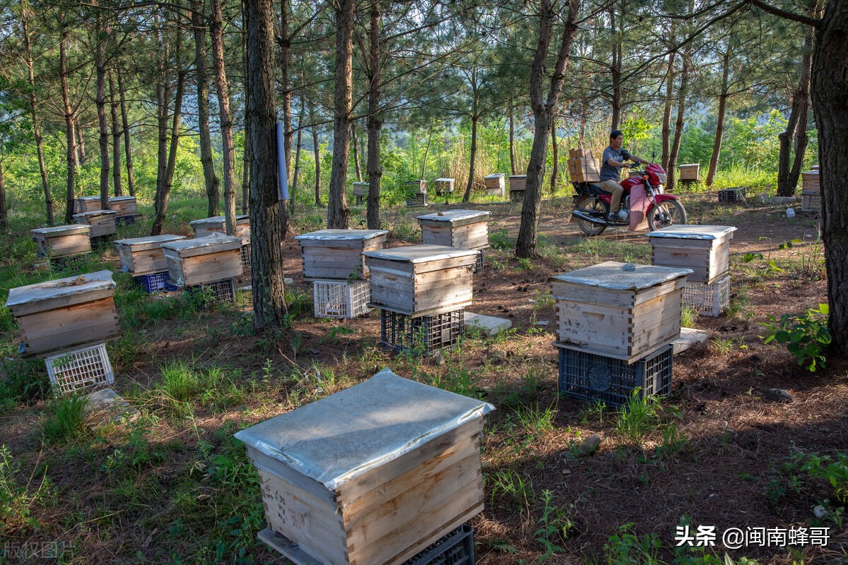 养蜂如何提高蜜蜂的采蜜量,蜂哥养蜂技术