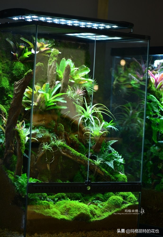 雨林缸可以养的蜥蜴,鱼缸改造封闭式雨林缸养蜥蜴