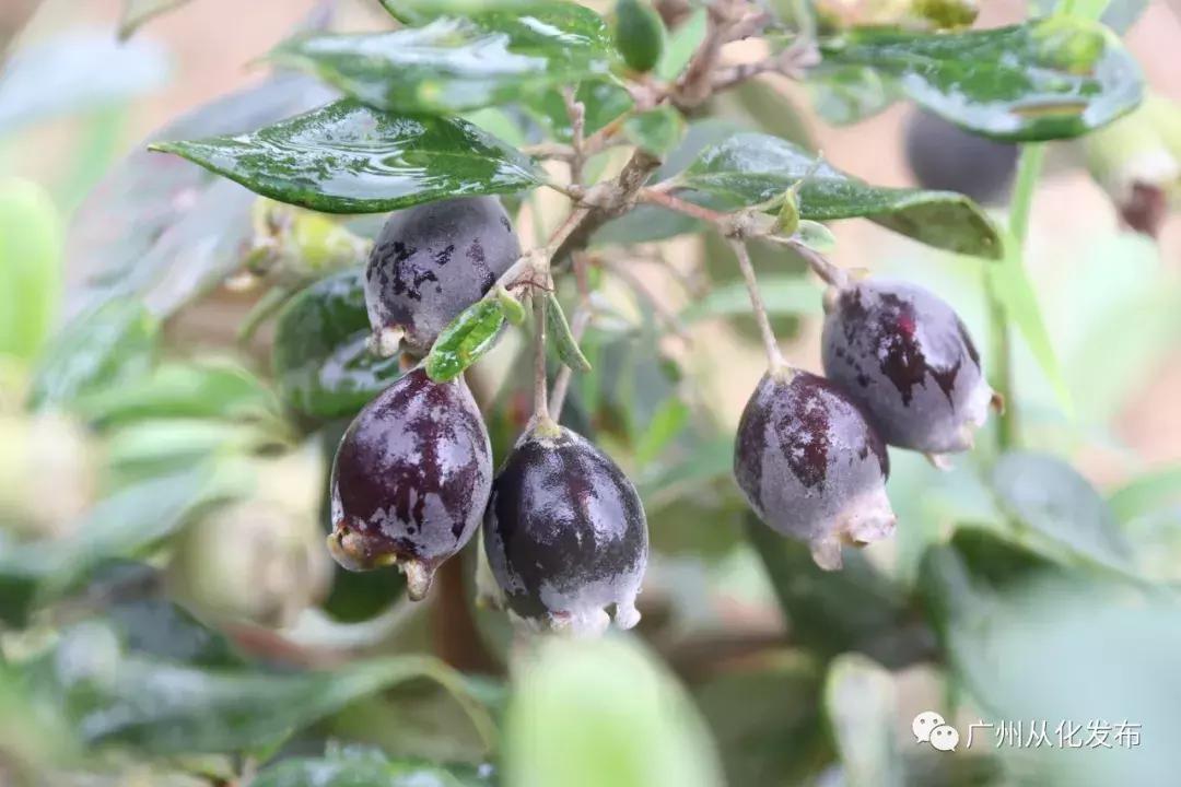 新鲜出炉！从化这两个地方入选“广东最美田园”！