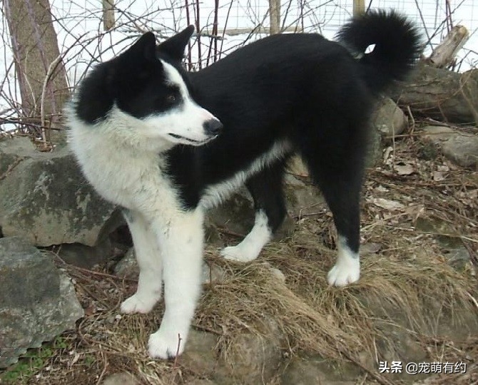 最优秀的几种猎犬,全球公认最聪明的三种犬