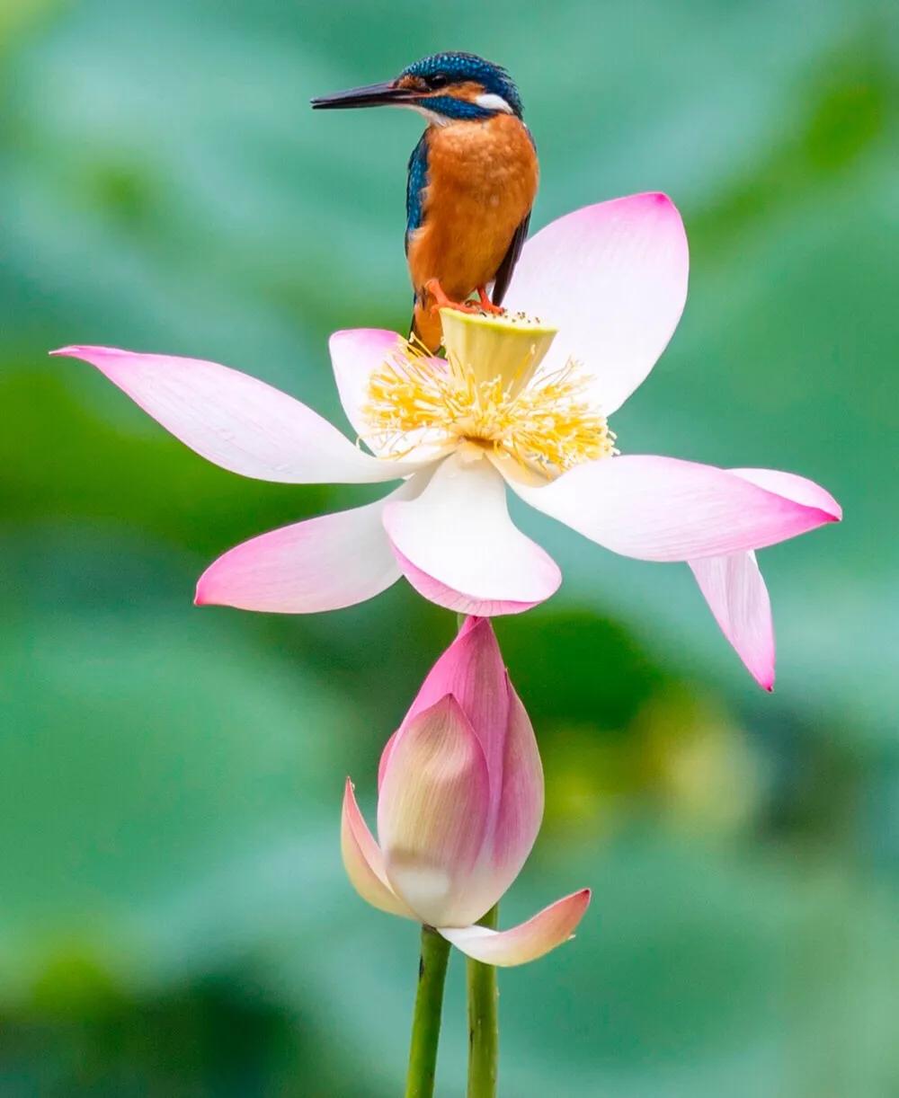 深圳花海公园地址在哪里,深圳中心河公园花海