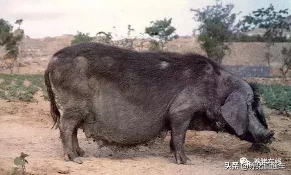 国内生猪品种大全,中国17个生猪品种