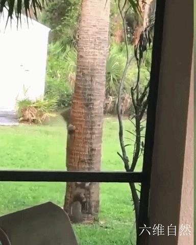 国外一只松鼠逃跑过程,国外一只松鼠逃跑