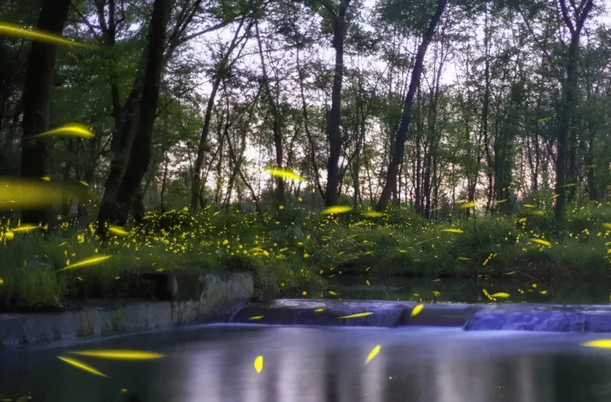 丽水上热搜,浙江丽水现萤火虫星海