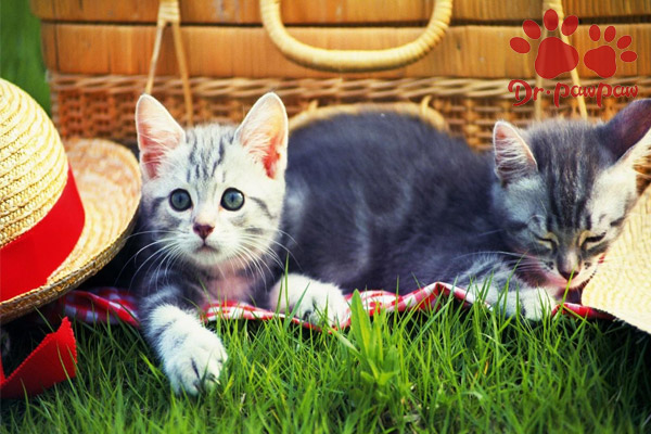 猫咪鼻子堵住了是感冒了吗,无毛猫鼻子有点堵是感冒了吗