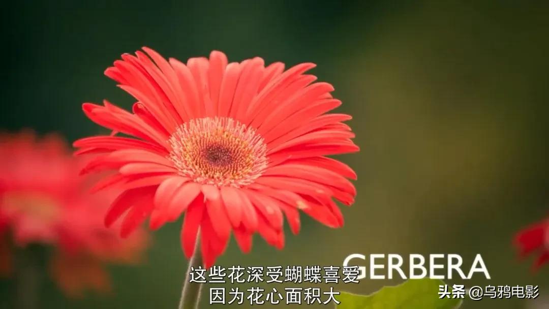 这也能拍出花?网飞又开挂了,每集都让我惊掉下巴