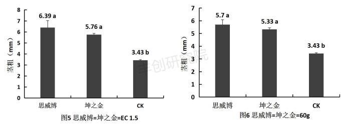 玉米苗黄死苗什么原因,玉米苗施尿素后死苗怎么回事