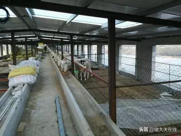 一条龙羊场,最大羊场