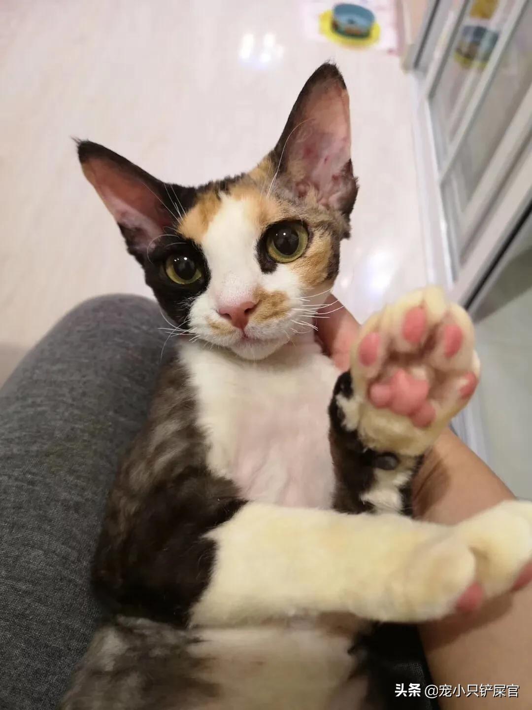 猫鼻支与疱疹病毒的区别,如何区分猫鼻支和猫疱疹