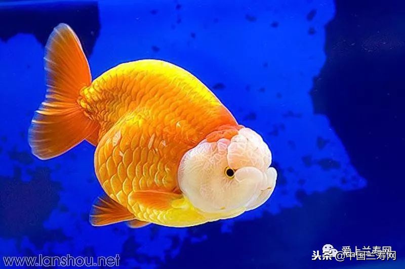 十大最稀有的金鱼品种,比较大的金鱼品种有哪些