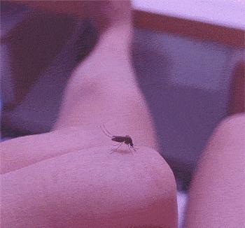 各种搞笑方法干掉蚊子,如何一次干掉100只蚊子