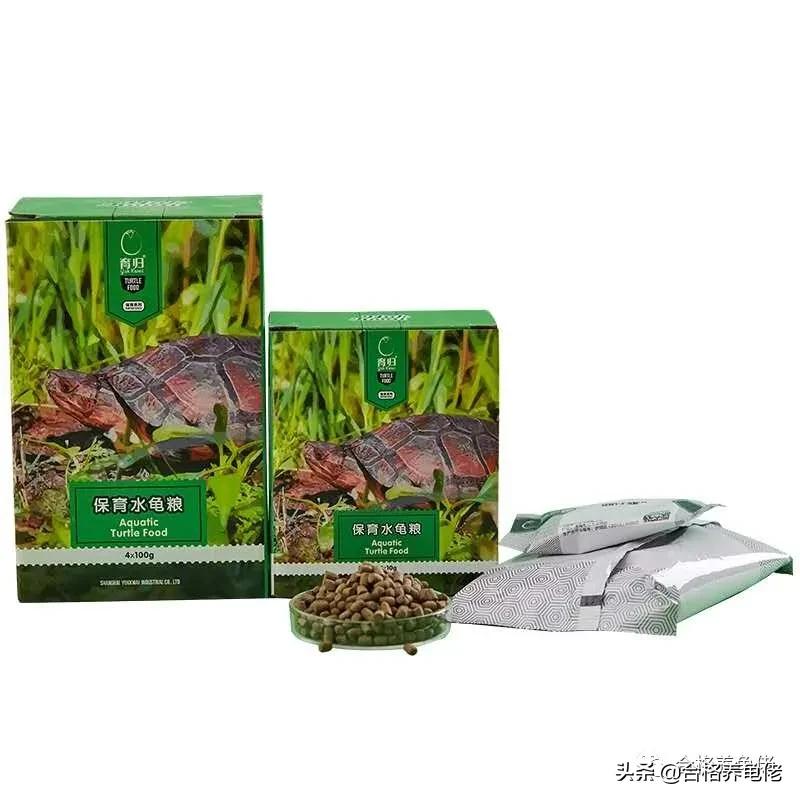 关于养龟少有人知道的8件事？