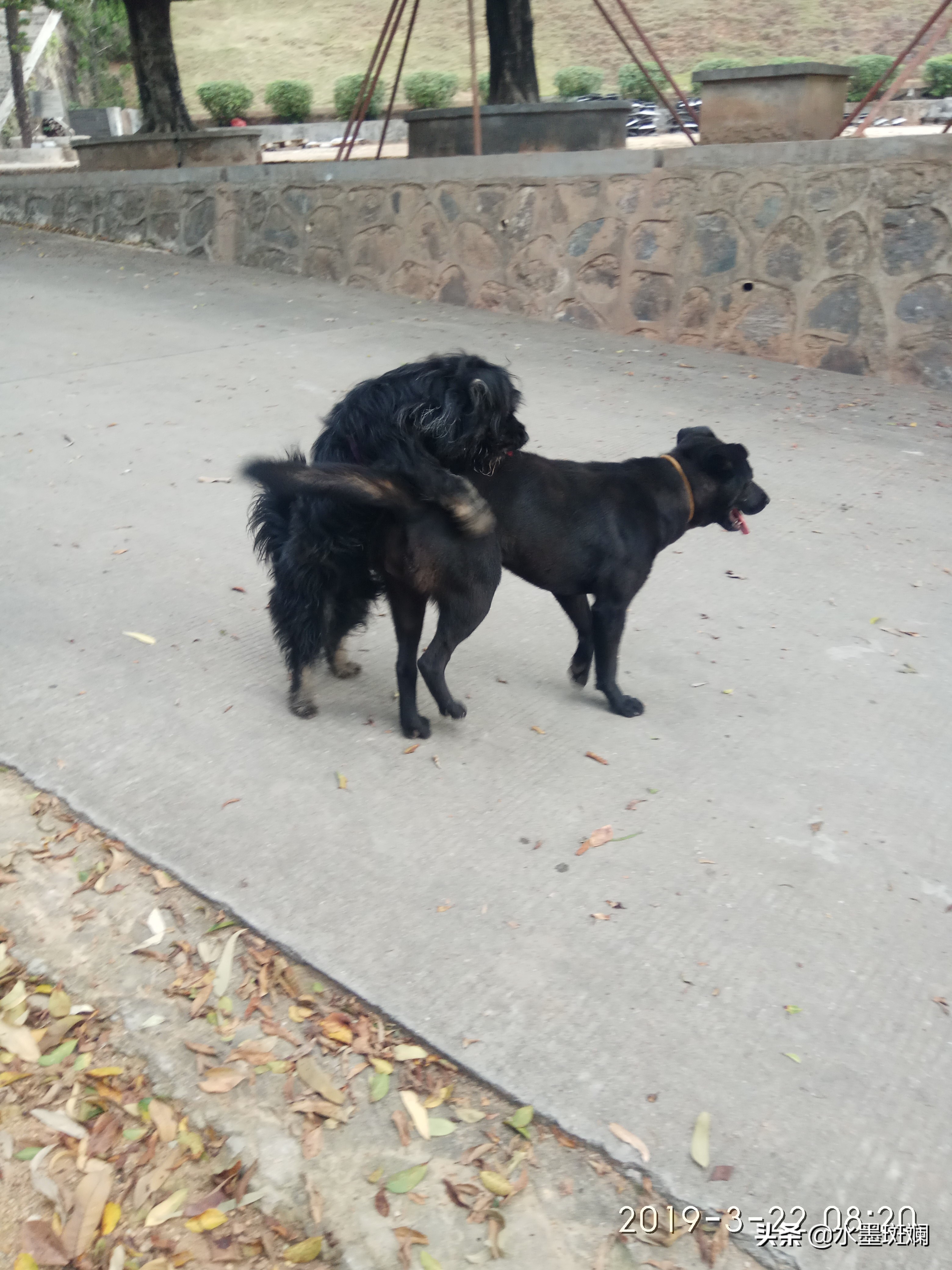 狗狗的发情期，教你几招寻找离家出走的毛孩子！