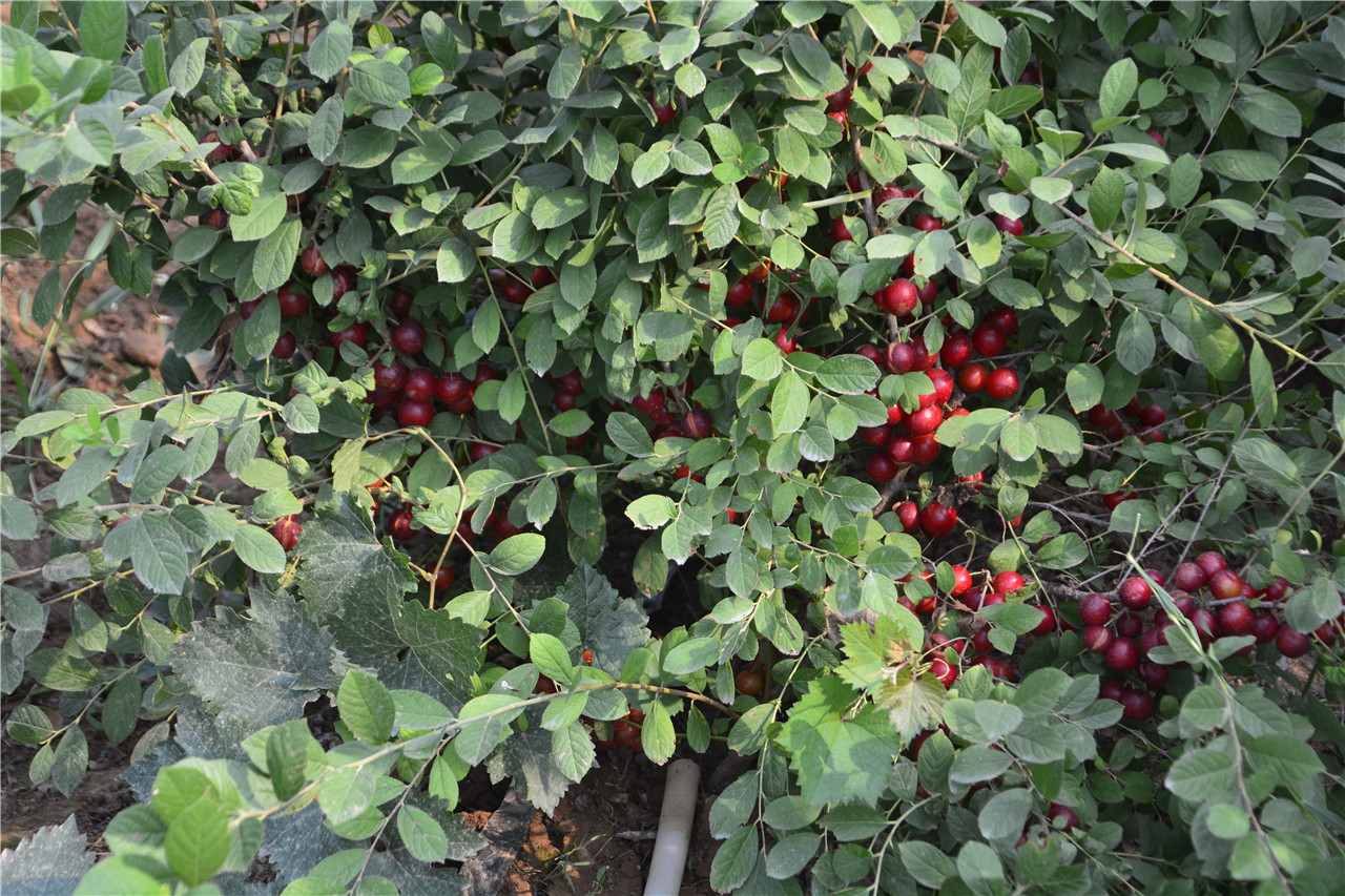 原产中国的农村野果,中国野果骗局揭秘