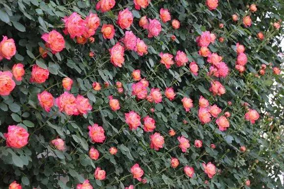 藤本月季秋季怎么修剪才会花墙,最丰花多季开花的藤本月季