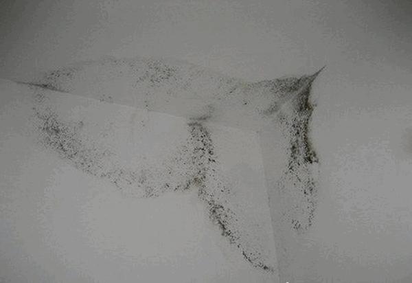 墙壁发霉怎么防止渗水,墙壁发霉怎么抹掉