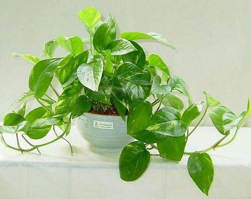 什么样的绿植适合家里养,家里适合养的大绿植有哪些