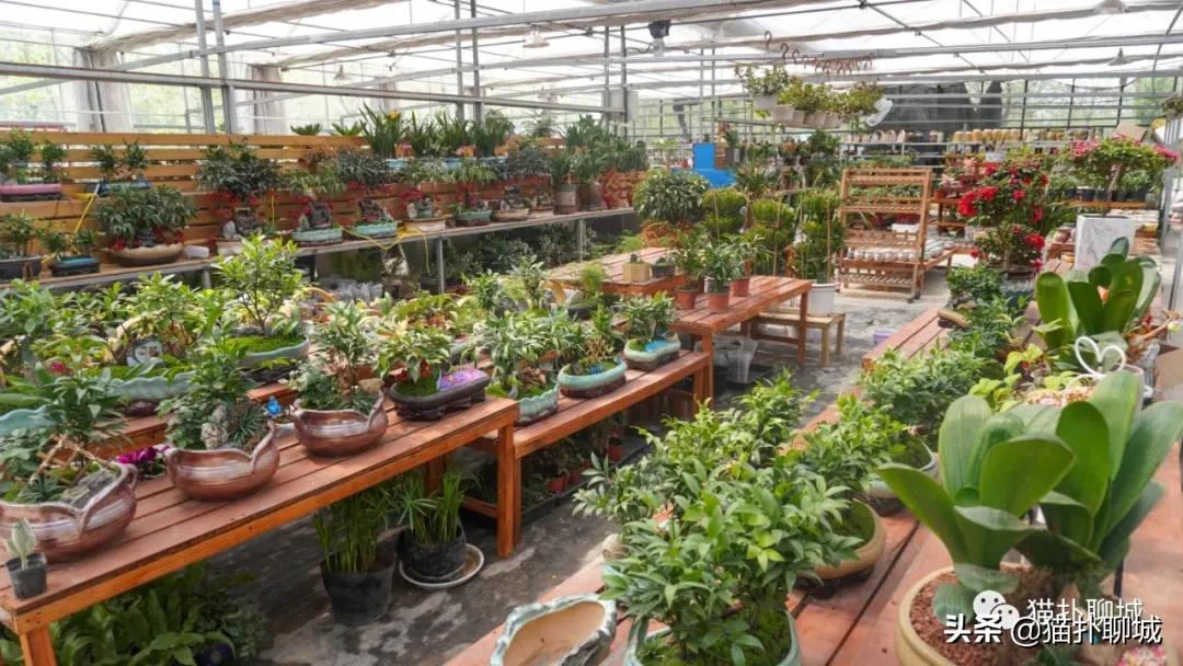 聊城最便宜的花卉批发,聊城附近的花卉市场