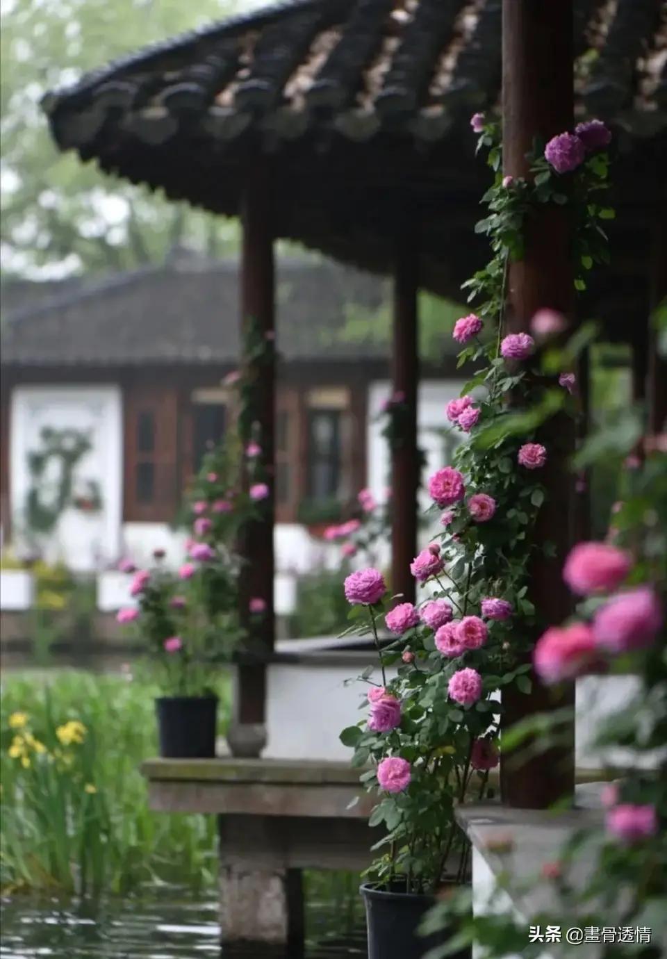 咏蝴蝶的七绝,蝴蝶恋花诗词七绝