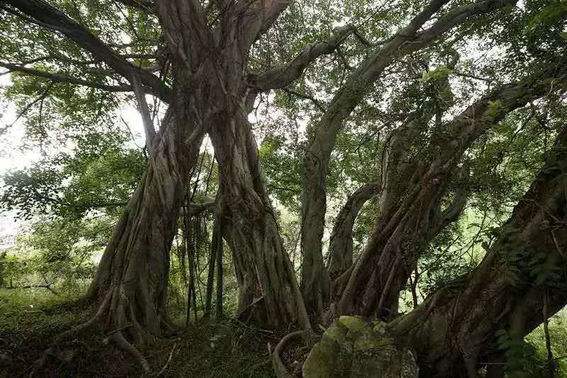 一年四季都暖和城市,厦门是一座四季如春的城市