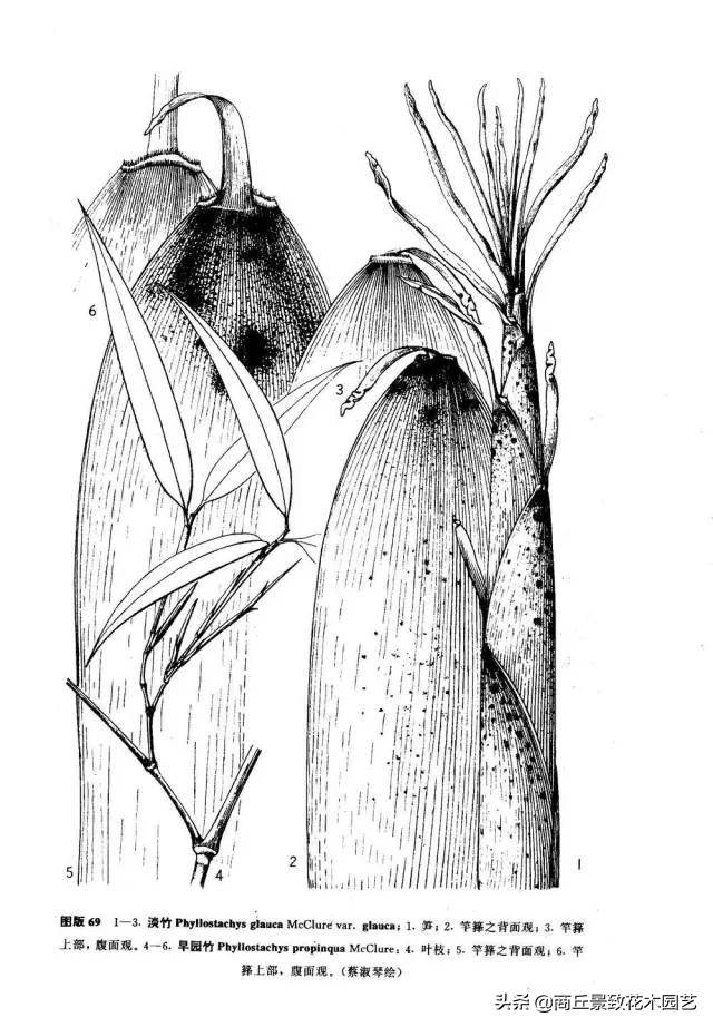 竹子大全,各种竹子大全