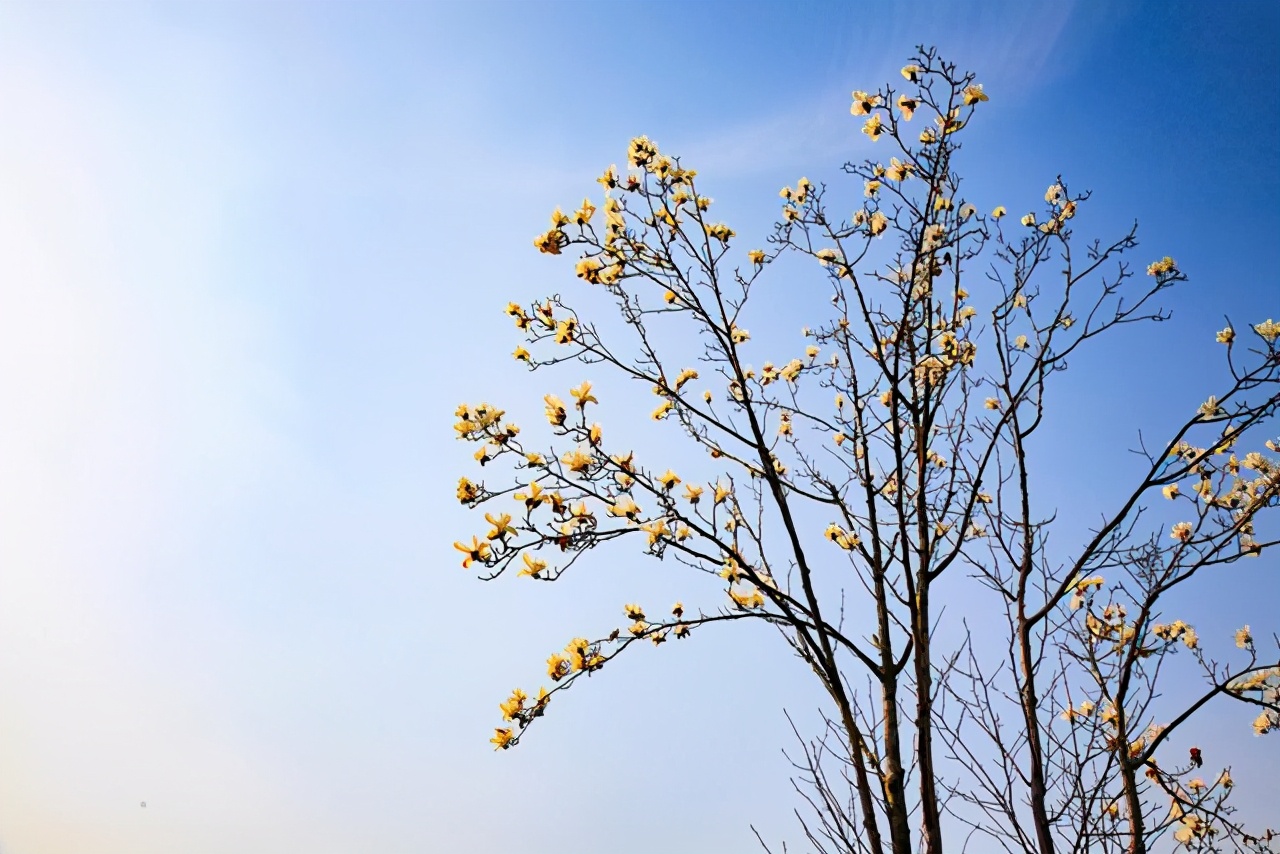 江南四大才子文徵明眼中的玉兰是什么样子？不仅美，还特别有诗意