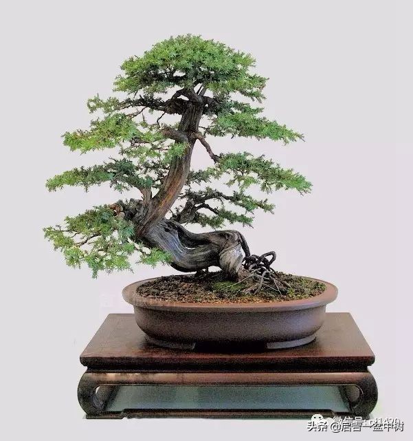 怎样养盆景树桩,怎么养盆景竹