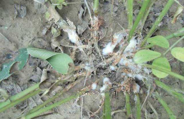 马铃薯黑茎病发病主要原因,马铃薯白霉病怎么办