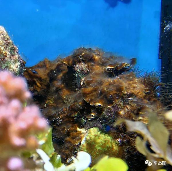 鱼缸中褐藻和绿藻的区别,海水藻缸褐藻需要清理吗
