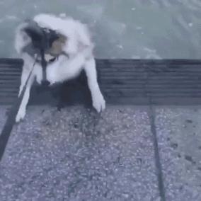 柴犬招财和可爱的小公主,柴犬萌萌