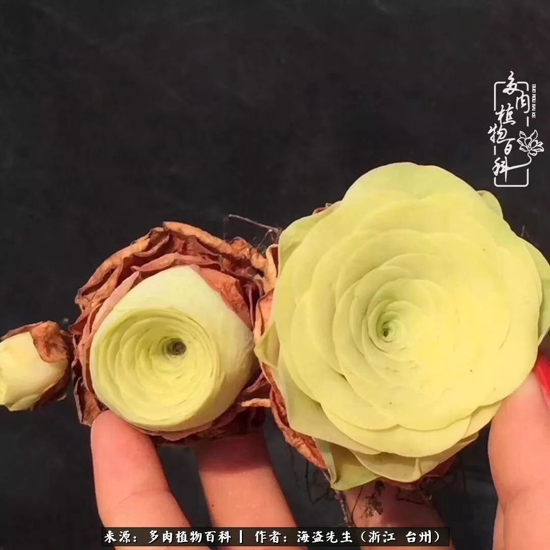 黄玫瑰这么美的风景惊艳到你了吗,优雅漂亮的黄玫瑰图片