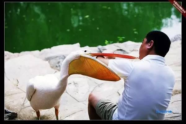 鹈鹕的网红之路：万物皆可吞,万物皆可吞的鹈鹕