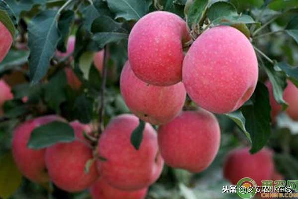 苹果农户收购价多少钱一斤,苹果产地多少钱一斤