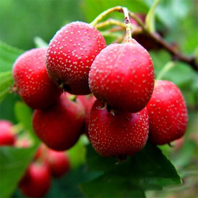 盛昌苗木,盛昌果品园