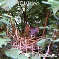 科学家如何观察植物,鸟类的研究方法