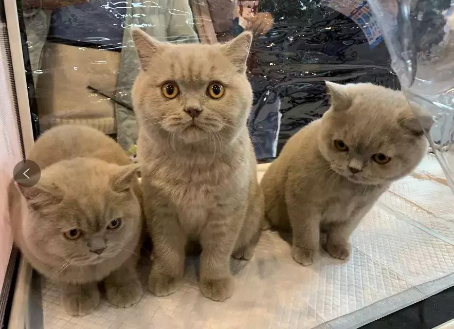 萌宠齐聚南京宠物博览会,day1