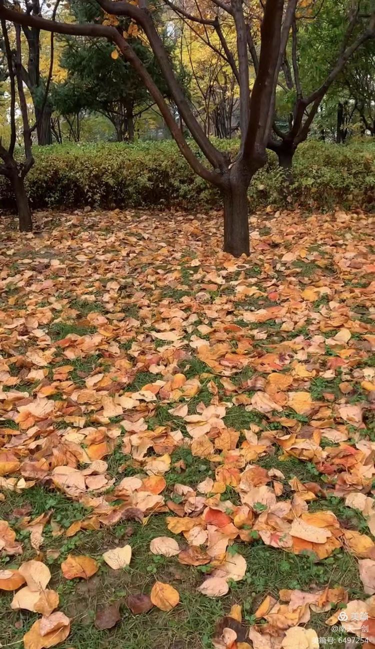 霜降粤语版,霜降粤语歌曲