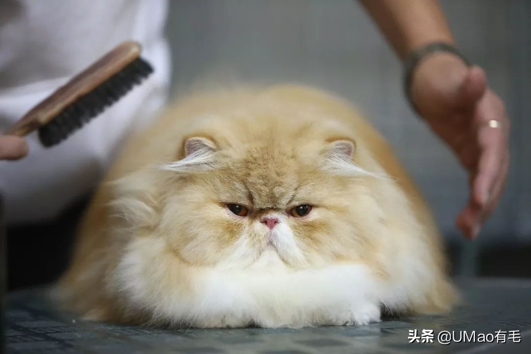 小猫咪托运怎样才最安全,如何托运小猫咪