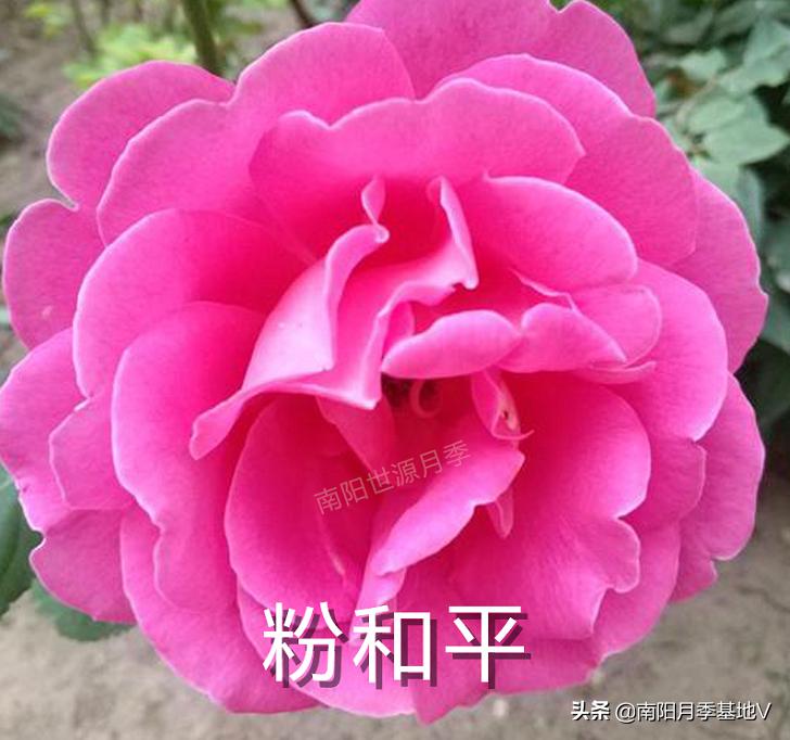 香气大的月季品种大全图片,月季十种好闻的香味