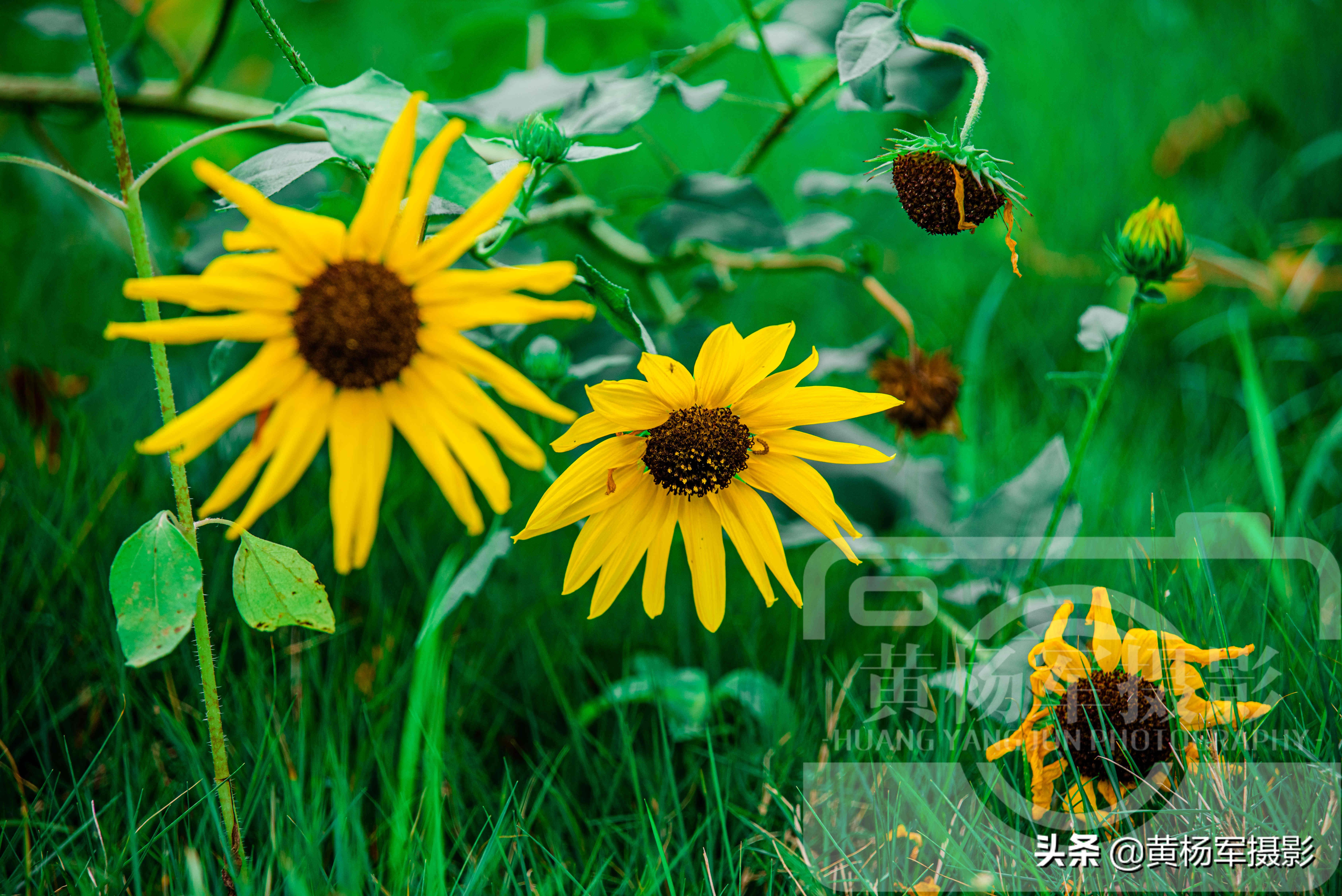 绿叶中美丽绽放的黑心金光菊花，娇美迷人的花朵很漂亮