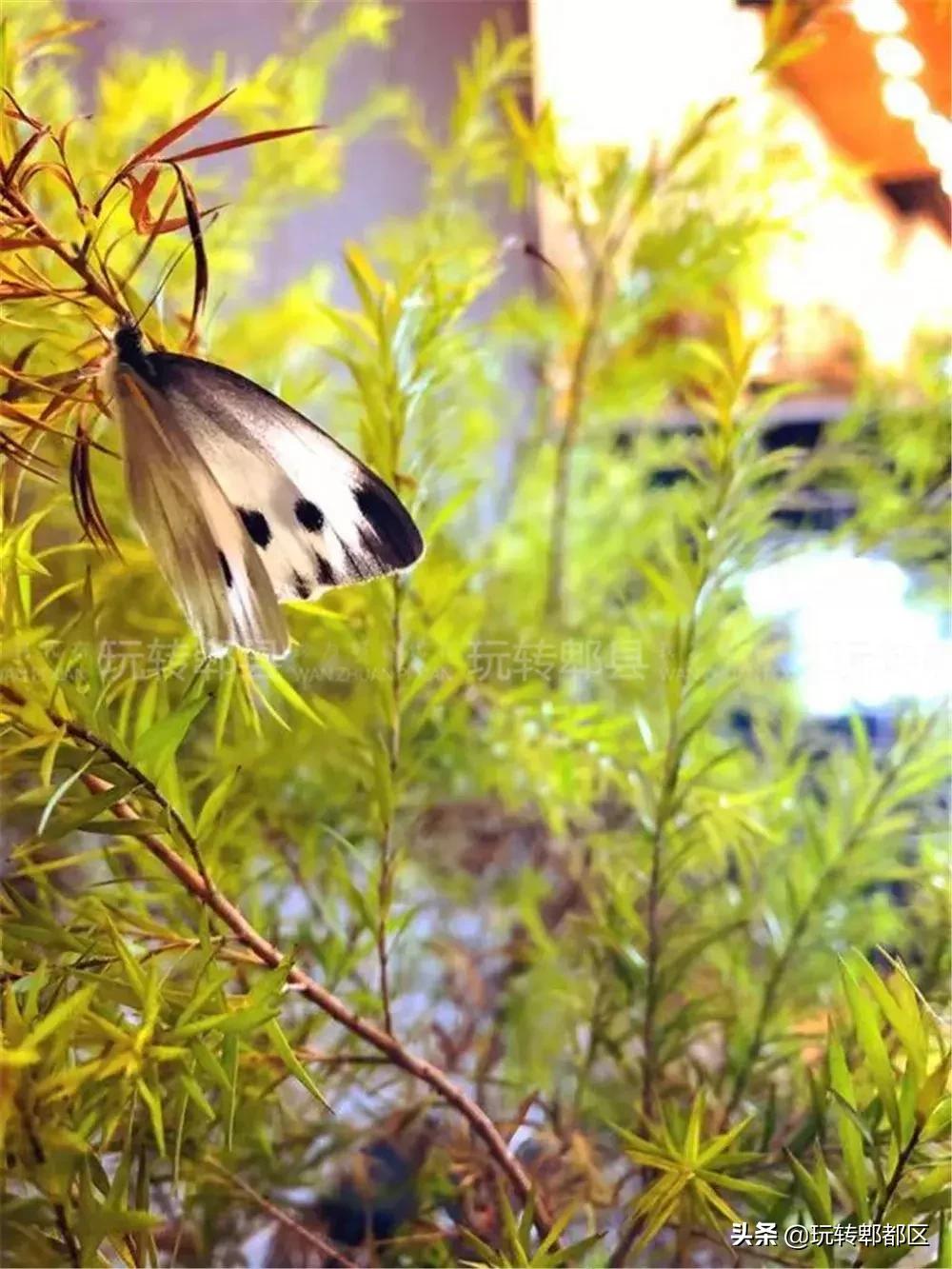 暹香泰茶是不是真实的,暹香泰茶