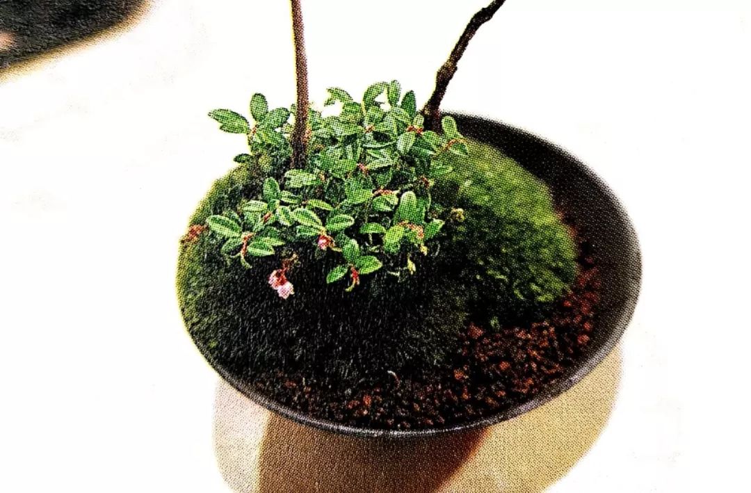 盆景制作方法与技巧,盆景制作小技巧