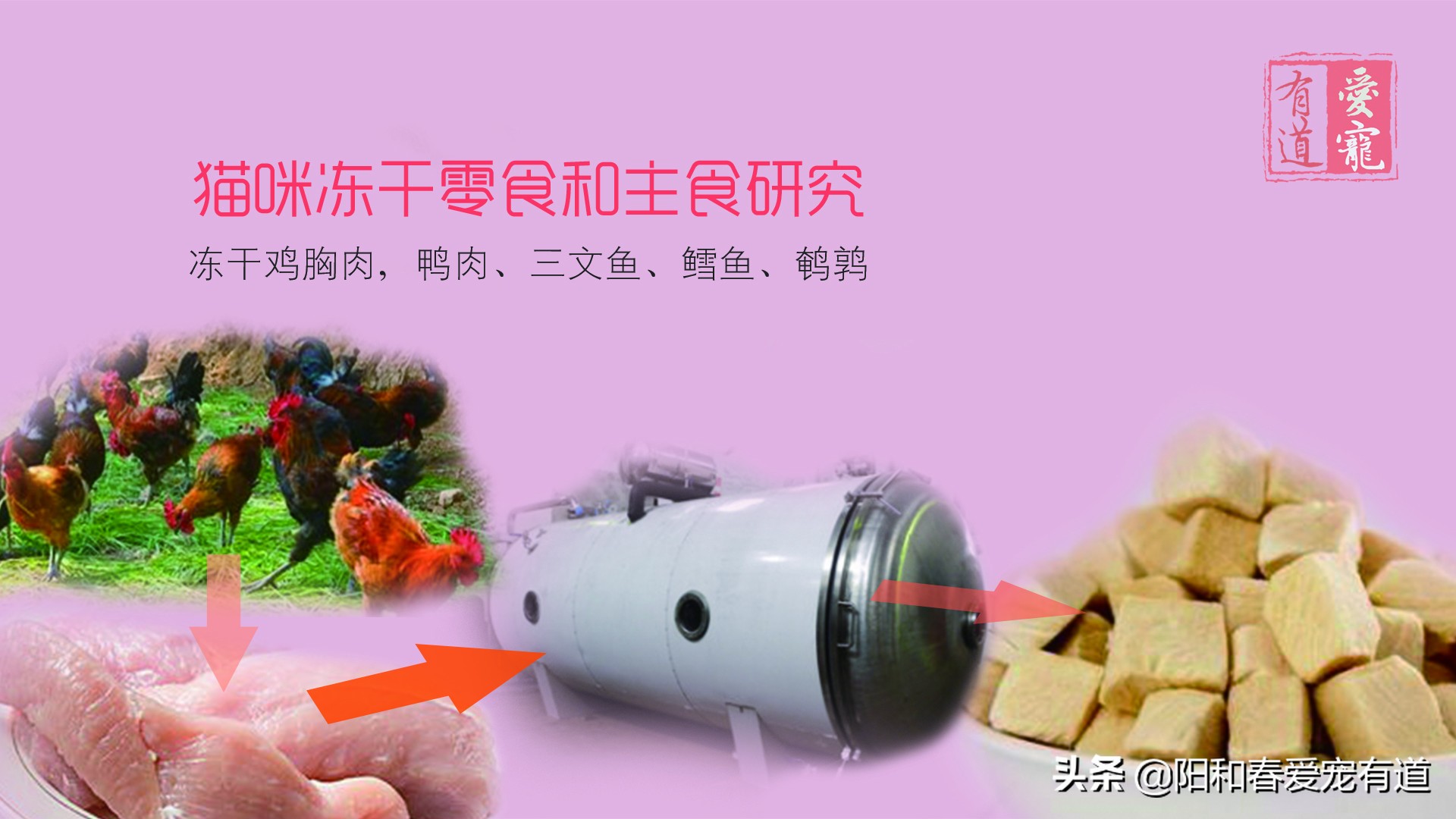 爱猫老奴说：如何选择选择猫咪冻干零食和全价猫粮