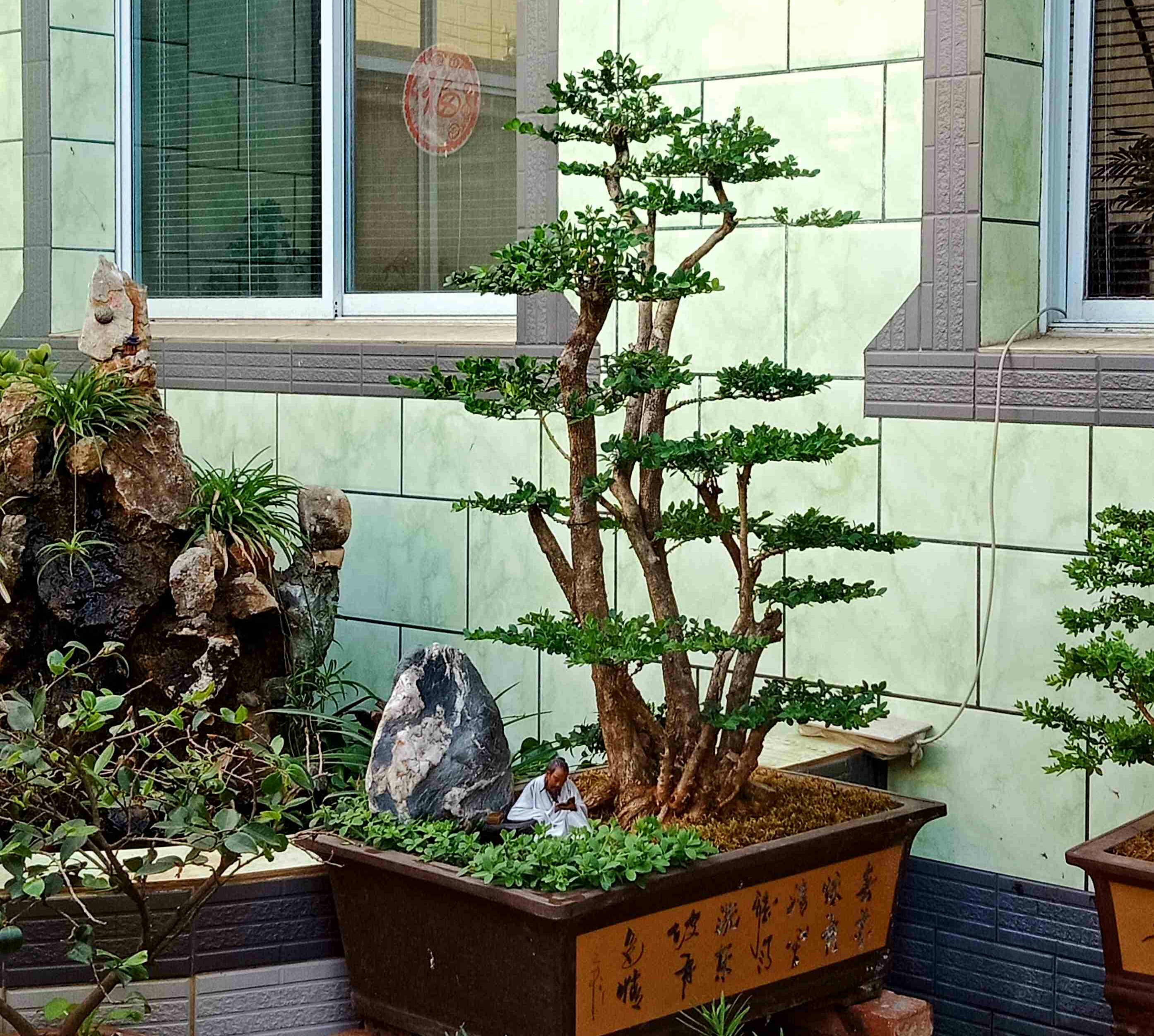 黄杨下山老桩先长根后发芽吗,春天黄杨冒芽时能修剪吗