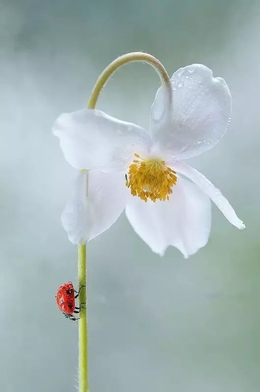 绝美花朵摄影佳作,波兰花朵摄影作品欣赏